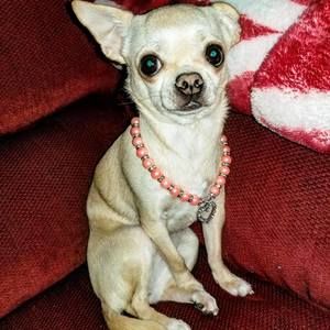 Meet your Posher, Julie anne